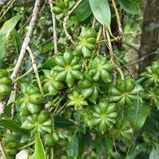 Star anise 10g pack