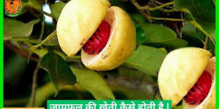 Jayfal / Jaifal / Jaiphal 1 Pices  5g
