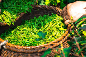 Tea (Cha) Mixed (ctc+Darjeeling)loose 200g