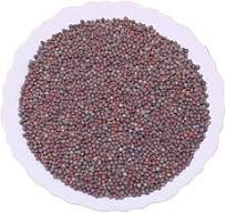 "Sorse"  / Mustard Seeds 500g Pack