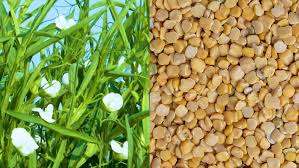 Khasari Dal (big size) 250g